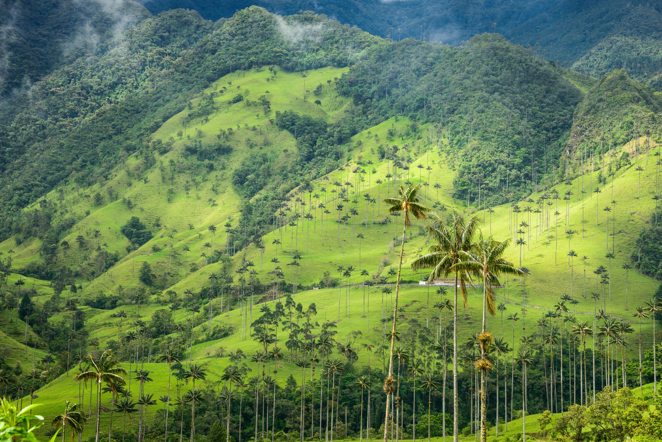 Cocora Valley